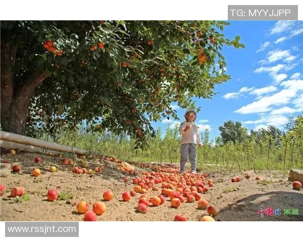 果园采摘乐趣体验之旅 感受自然丰收的喜悦与美好时光